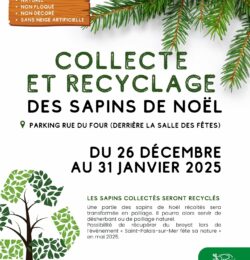 Collecte de sapins